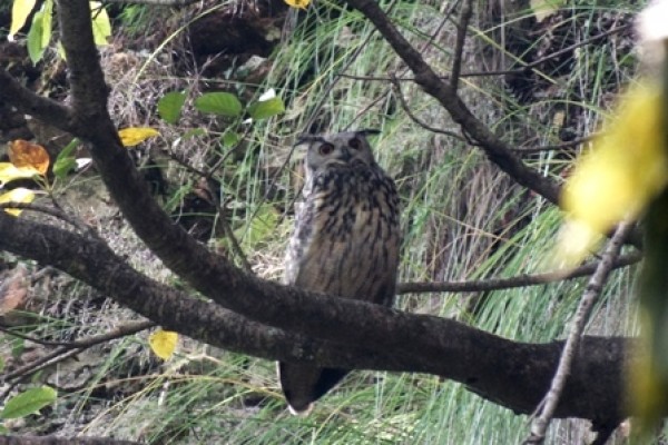 Owl Hike in Kathmandu